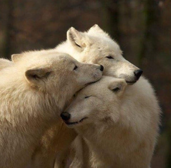three Wolves being affectionate with each other