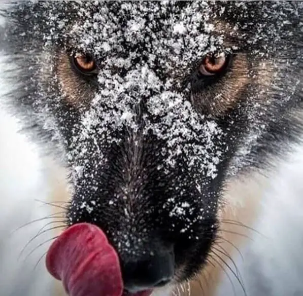 close up furious face of a Wolf while licking its mouth