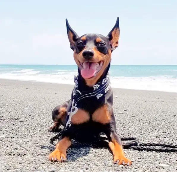 A Miniature Pinscher lying by the seashore while smiling