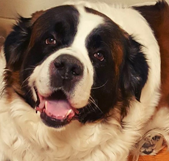 Happy face of a St. Bernard Dog