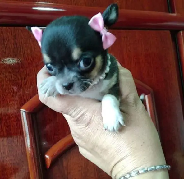 a woman's hand holding up a Chihuahua puppy with pink ribbon on its ears and wearing pearl necklace