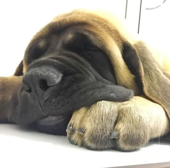 A Mastiff sleeping on the floor with its face on top of its paws