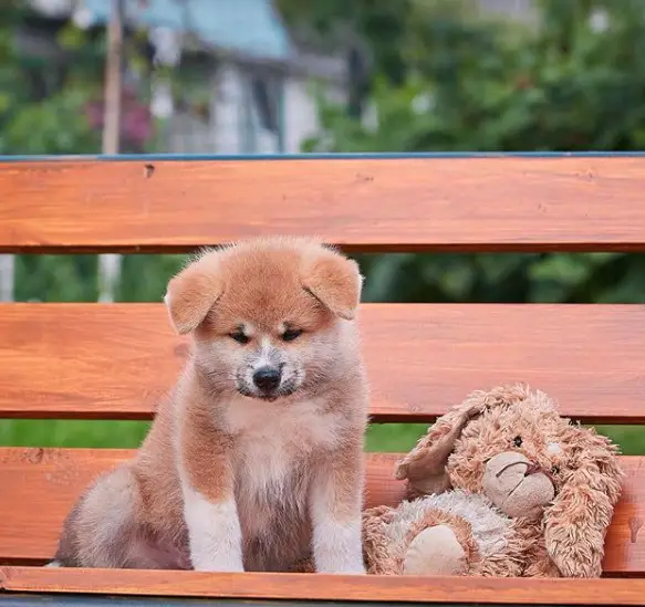 An Akita Inu sitting on the bench next to its stuffed toy
