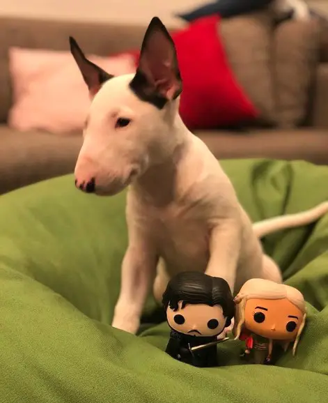 A Bull Terrier Puppy sitting on its bed with its toys