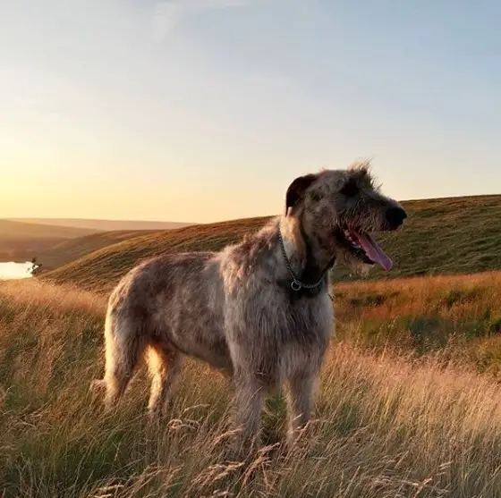 An Irish Wolfhound standing on the field of grass while panting with its tongue out