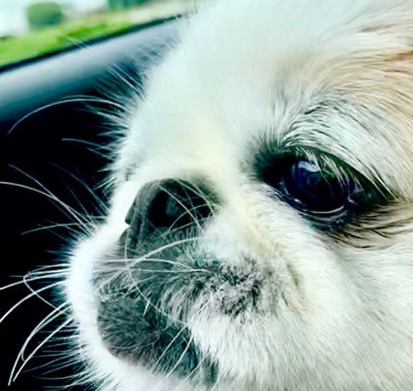 Pekingese by the car window