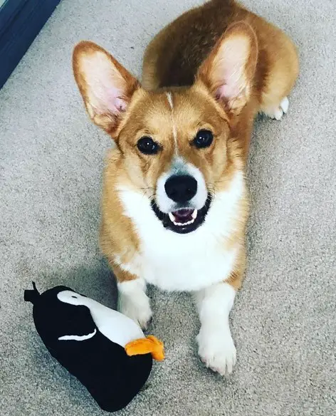 Corgi lying down on the floor with its penguin stuffed toy