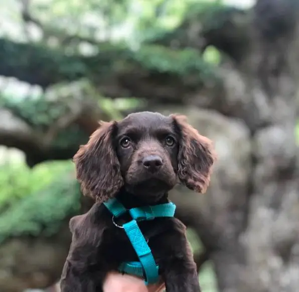 A Boykin Spaniel puppy being held up with a big tree behind him