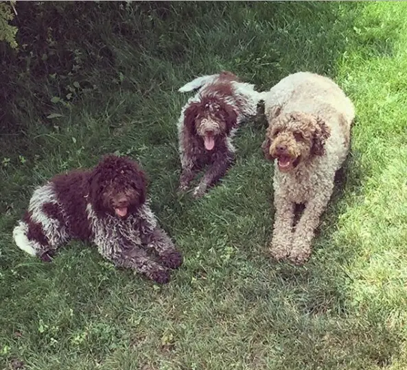 three Lagotto Romagnolo lying on the grass in the yard while panting with their tongues out