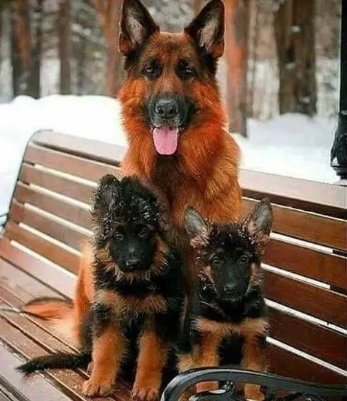 An adult and two German Shepherd puppies sitting on the bench at the park during winter