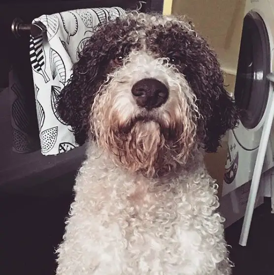 A black and white Lagotto Romagnolo sitting on the floor with its begging face