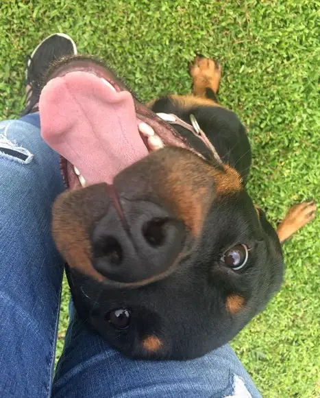 Rottweiler leaning against its owner's legs while looking up with its mouth open
