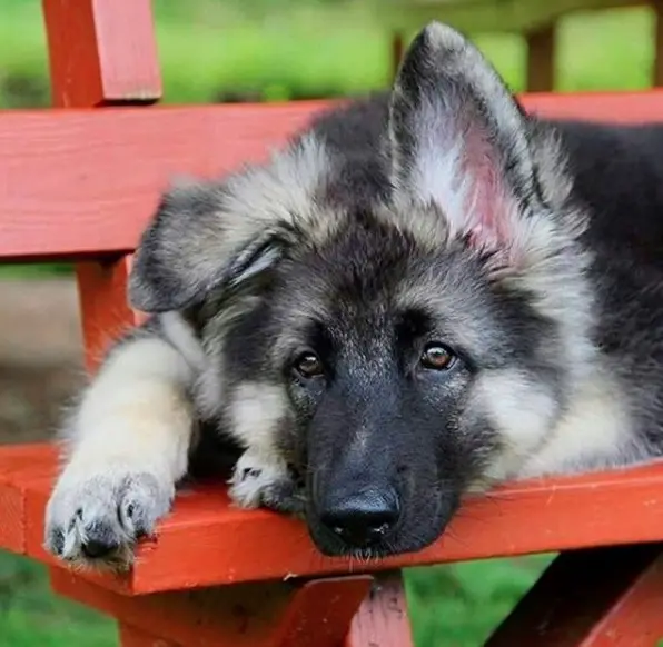 German Shepherd Puppy lying down on the bench at the park