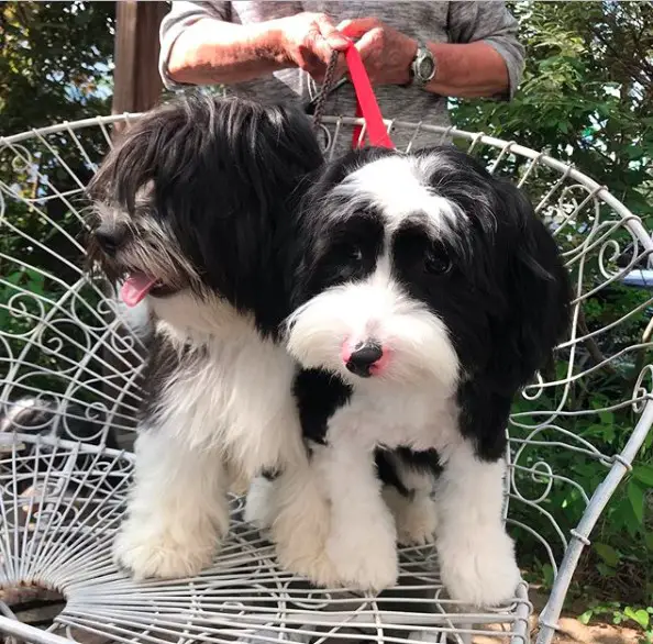 two Tibetan Terrier puppies sitting on the chair with a man standing behind them holding their leash