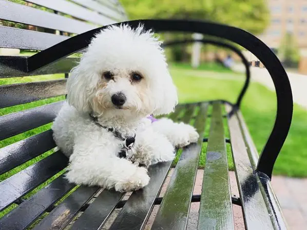 Bichon Frise lying on top of the bench at the park