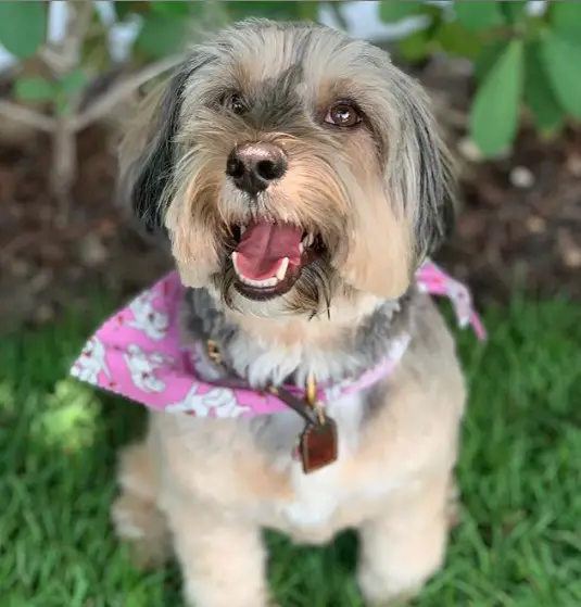 A Tibetan Terrier wearing a pink scarf while sitting on the grass in the garden