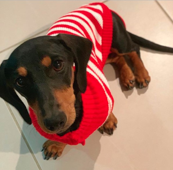 Dachshund wearing a striped red and white sweater