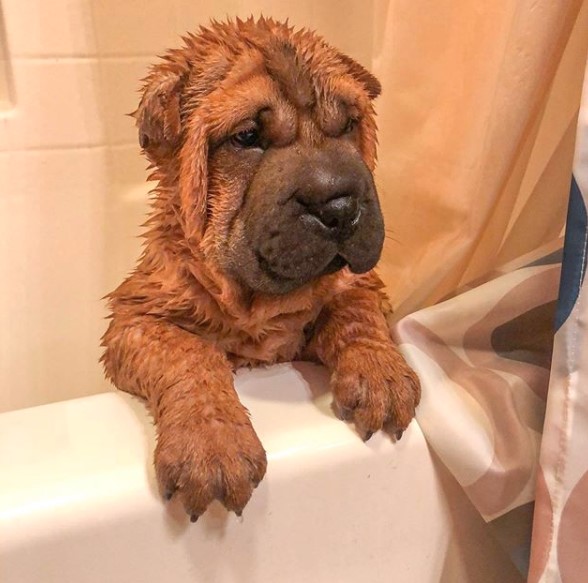 wet Shar Pei in the bath tub