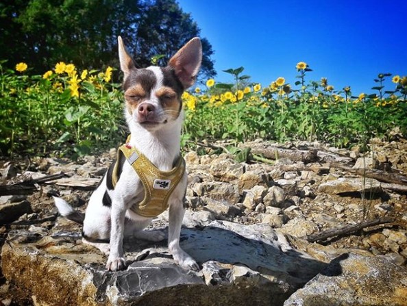 Chihuahua sitting on the rocks with a field of sunflowers behind her