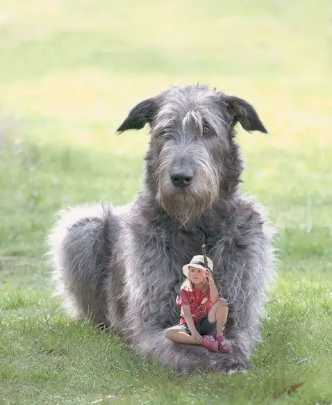 An Irish Wolfhound lying on the grass edited with a young kid sitting on top its paws