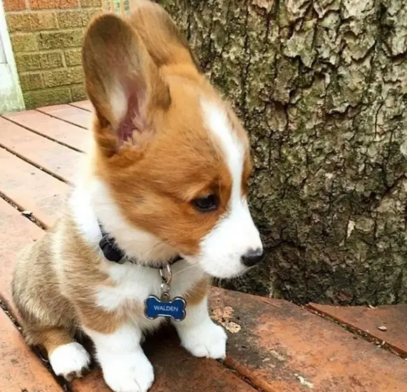 Pembroke Welsh Corgi puppy sitting on the floor with its sad face