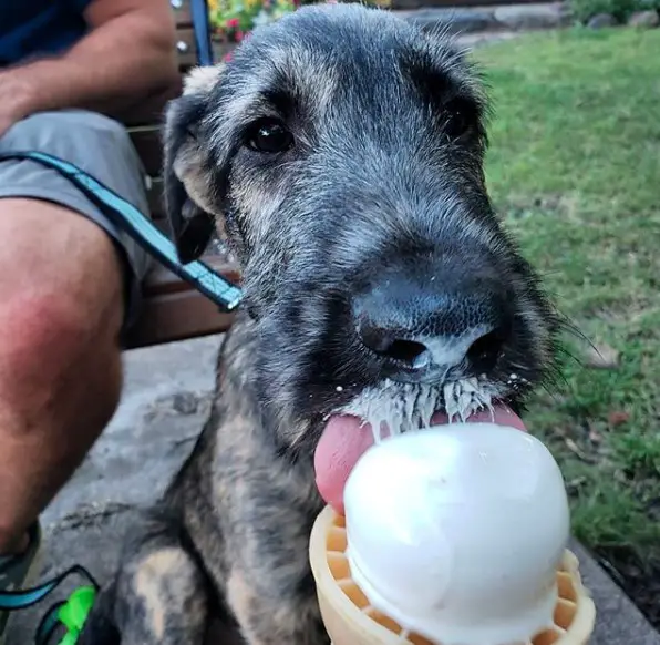 An Irish Wolfhound sitting on the pavement while licking an icecream