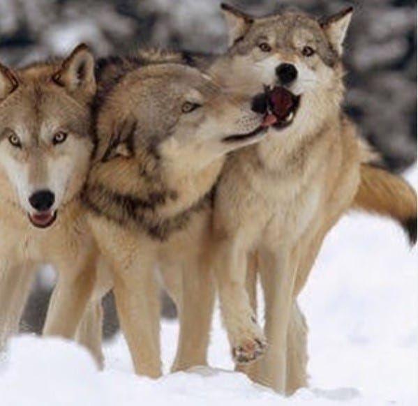 three Wolves walking in snow