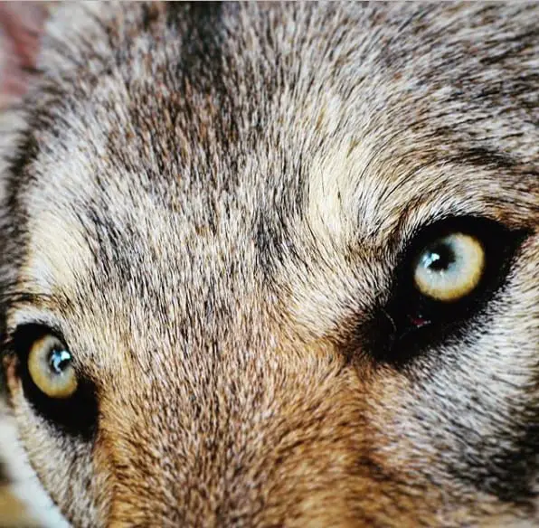 close up photo of the wolf's eyes
