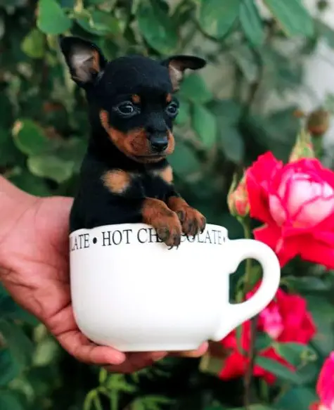 A Miniature Pinscher puppy in a mug in the garden