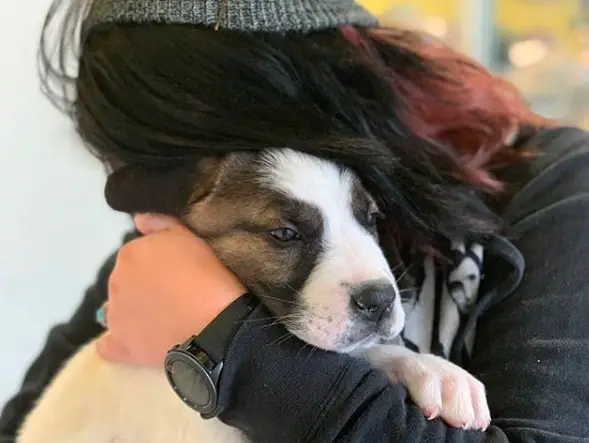 A woman hugging a St. Bernard puppy