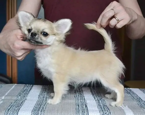Chihuahua standing on the table with a woman behind her holding up her tail and her chin