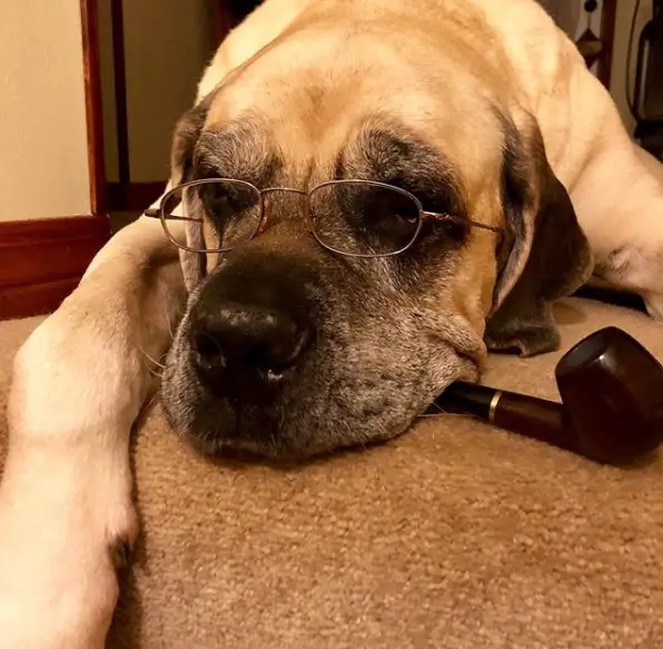 A Mastiff lying on the floor while wearing a reading glasses and with a smoking pipe in its mouth
