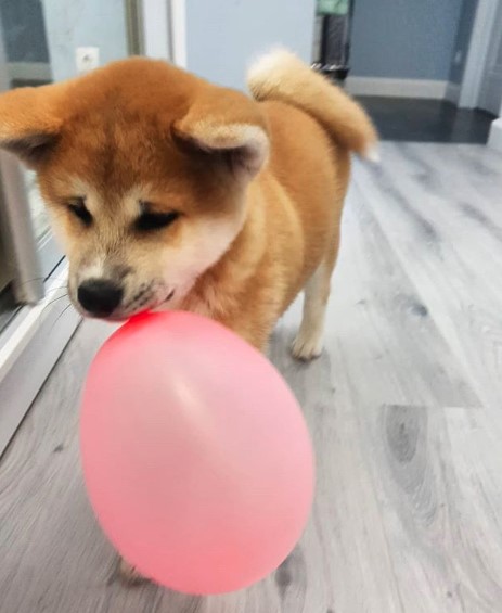 An Akita Inu standing on the floor behind the pink balloon