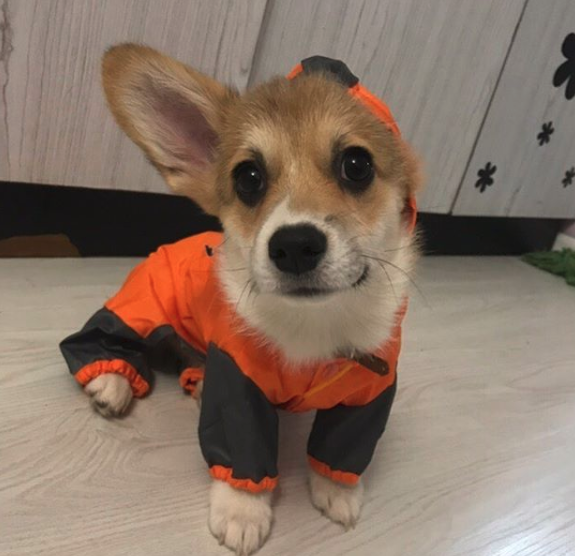 A Corgi puppy wearing a cute one piece jacket with a hoodie while sitting on the floor and with its one ear showing