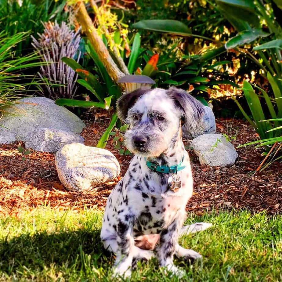 A Tzumatian sitting in the garden