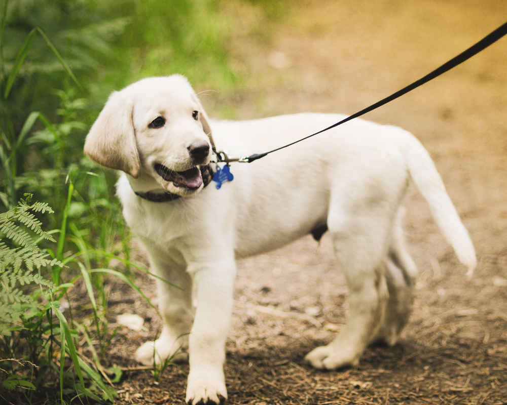 A white Labrador Retriever puppy walking in the pathway