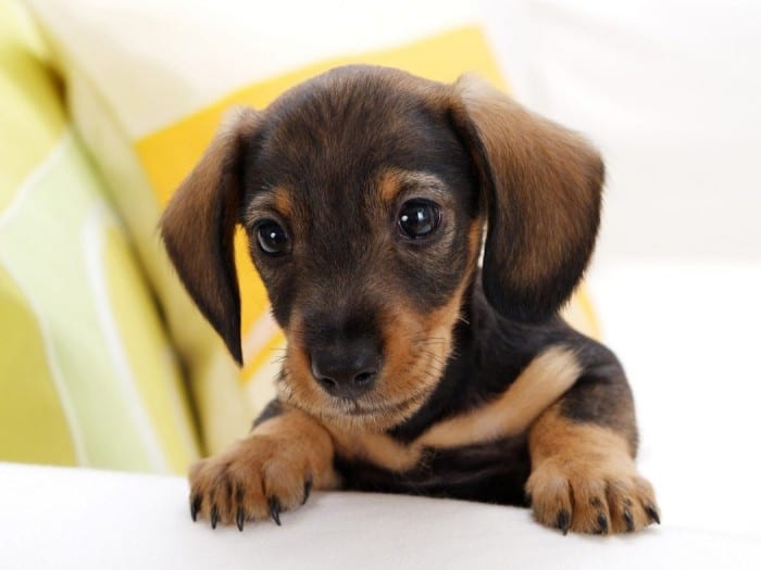 A Dachshund puppy behind the the table