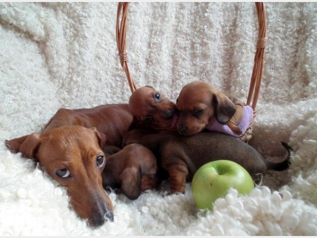 A Dachshund mother and with her four puppies