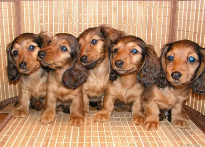 five Dachshund puppies standing inside their crate
