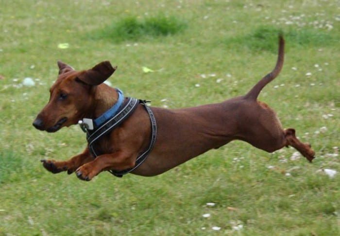 A Dachshund running in the field of grass