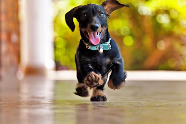 A Dachshund running with its tongue out