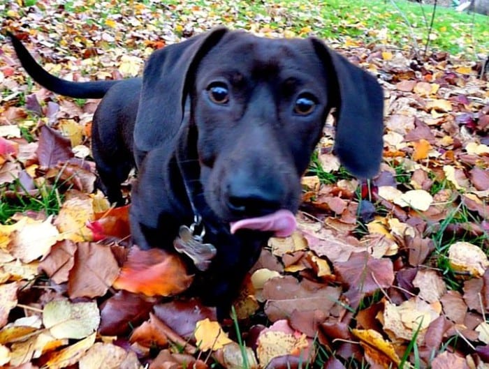 A Dachshund walking in the dried leaves while licking its mouth