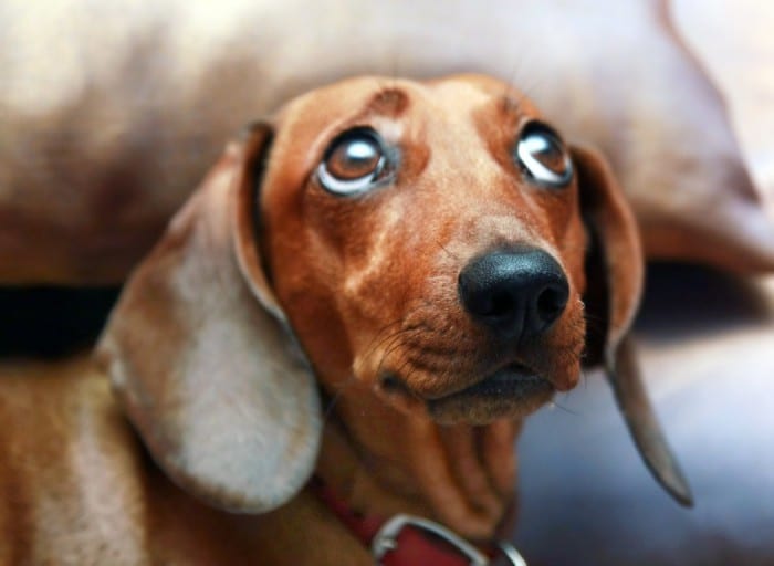 A Dachshund lying on the couch while looking up with its sad eyes
