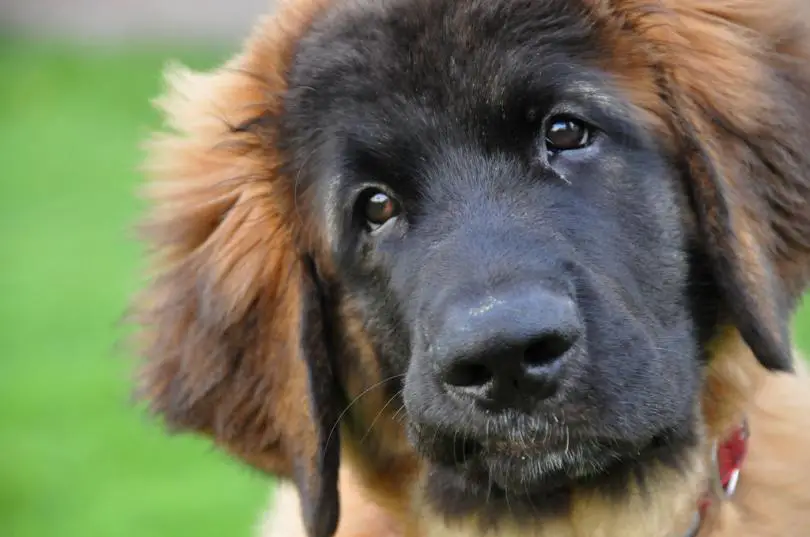 adorable face of a Leonberger tilting its head