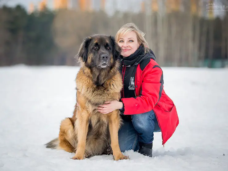 A Leonberger sitting in snow with a woman embracing him