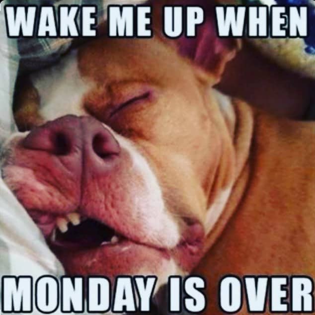 photo of a Pitbull sleeping on the bed with its funny face and with text - Wake me up when monday is over