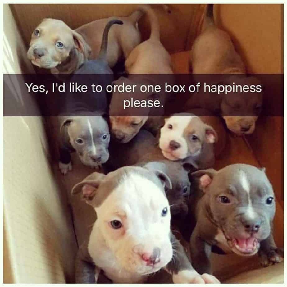 photo of seven Pitbull puppies inside the carboard box and with caption - Yes, I'd like to order one box of happiness please.