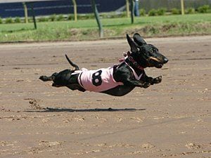 A Dachshund running for a race