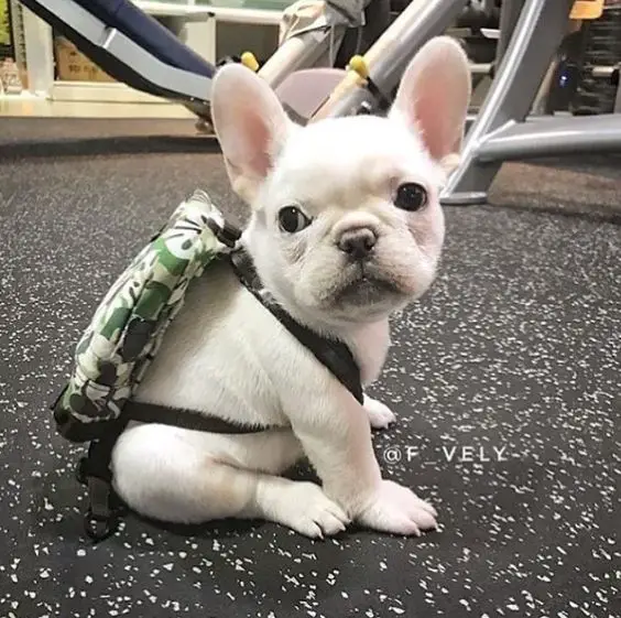 French Bulldog Puppy wearing a cute backpack while sitting on the floor