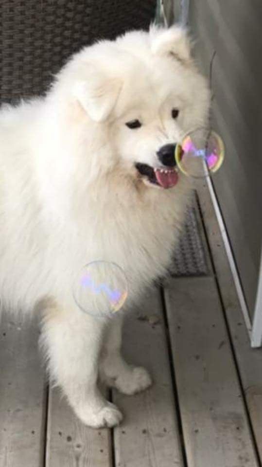 A Samoyed Dog catching a bubble with its disgusted face
